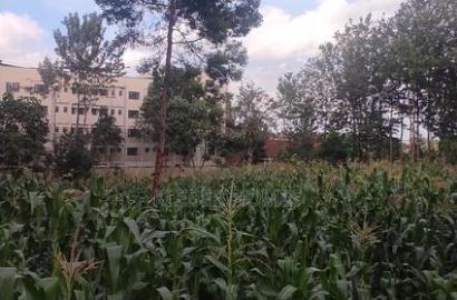 3/4 Acre Commercial Plot for Sale at Thindigua