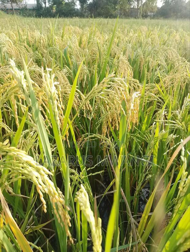 A Fertile Rice Paddy in Mwea Mutithi