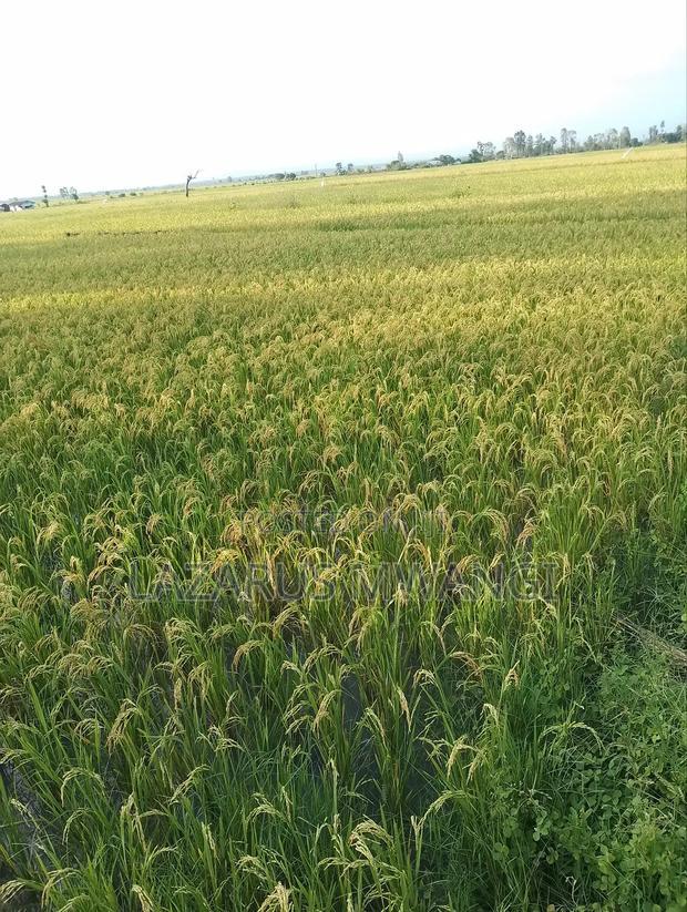 A Fertile Rice Paddy in Mwea Mutithi