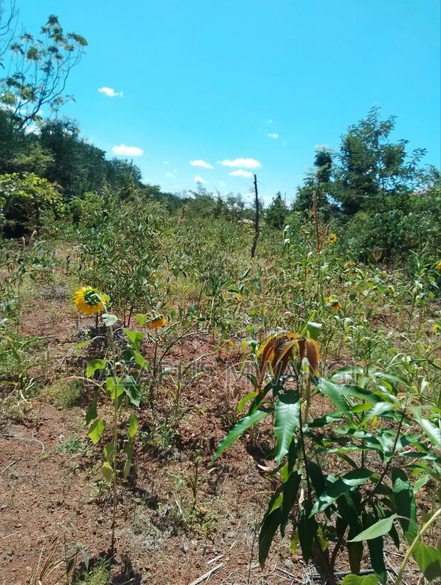 Half Acre Within Mathingira Township Sagana Makutano