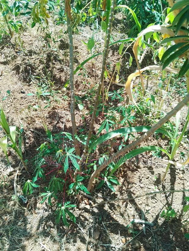 Half Acre Within Mathingira Township Sagana Makutano