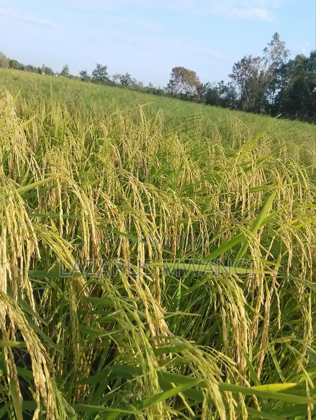A Fertile Rice Paddy in Mwea Mutithi