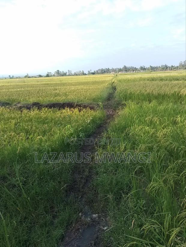 A Fertile Rice Paddy in Mwea Mutithi