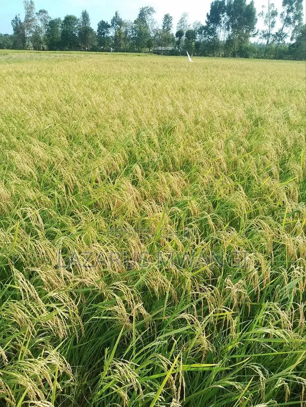 A Fertile Rice Paddy in Mwea Mutithi
