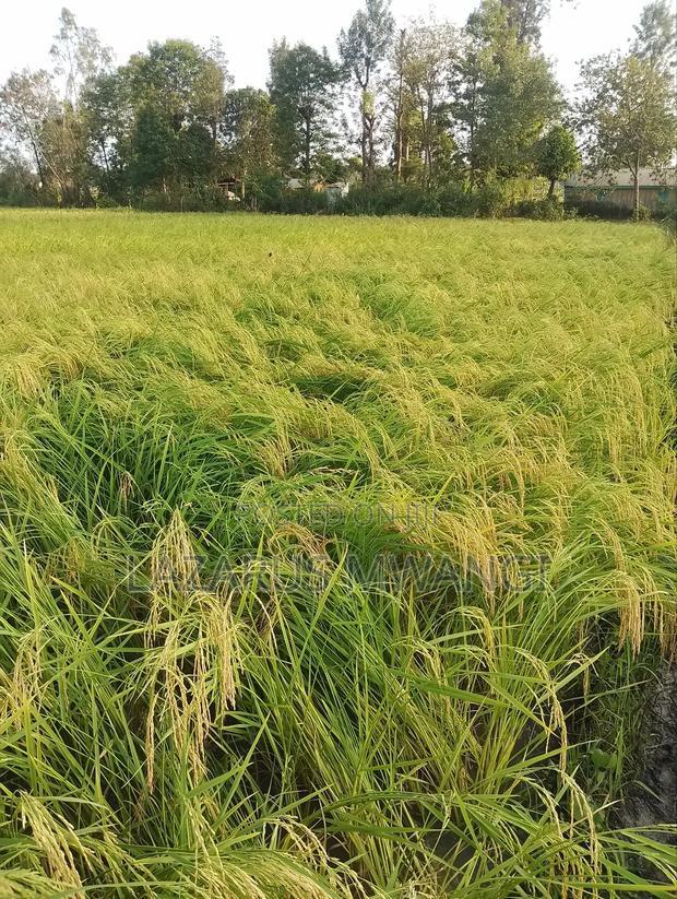 A Fertile Rice Paddy in Mwea Mutithi