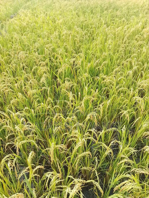 A Fertile Rice Paddy in Mwea Mutithi