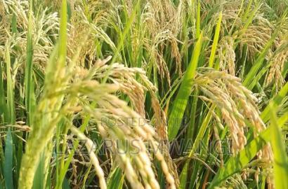 A Fertile Rice Paddy in Mwea Mutithi