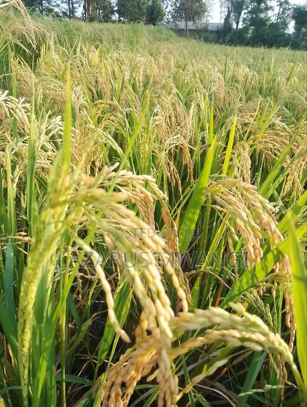A Fertile Rice Paddy in Mwea Mutithi