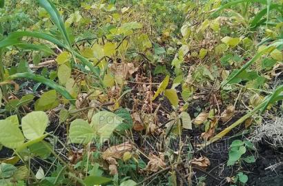 2 Acres of Land at Kakawa Area Embu Mwea