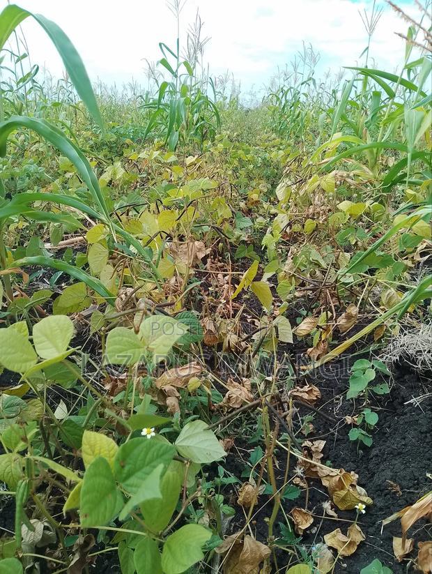 2 Acres of Land at Kakawa Area Embu Mwea