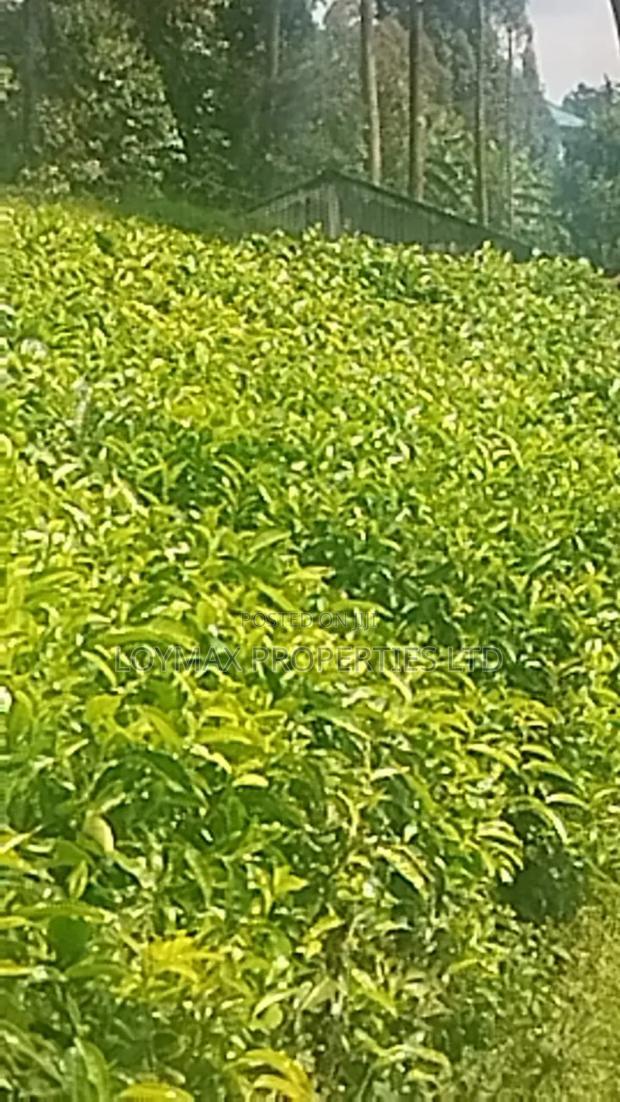 11 Acres Near Gituru Boys Muranga With Tea and Avocado Trees