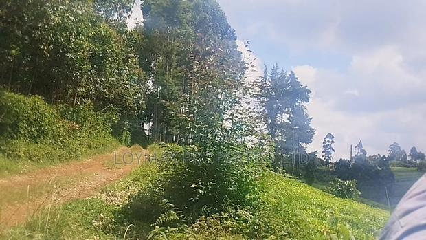 11 Acres Near Gituru Boys Muranga With Tea and Avocado Trees