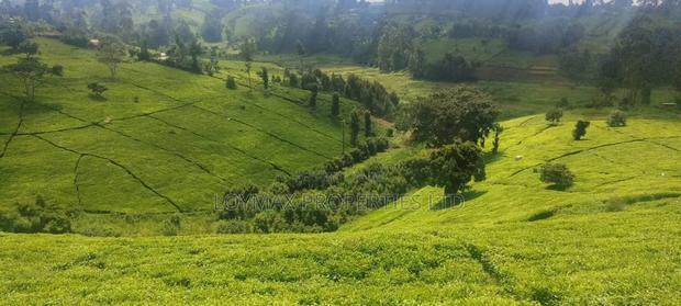 11 Acres Near Gituru Boys Muranga With Tea and Avocado Trees