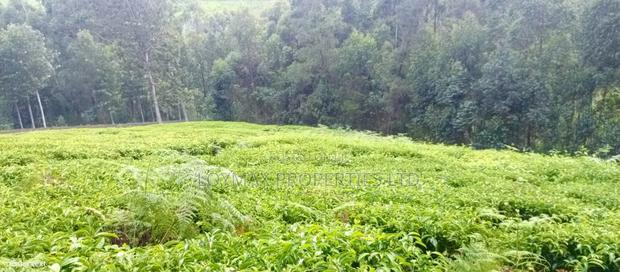 4 Acres Tea Farm on Sale in Gatura Gatanga