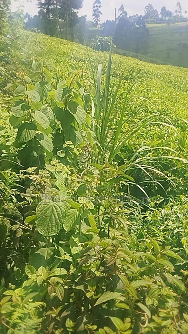 11 Acres Near Gituru Boys Muranga With Tea and Avocado Trees