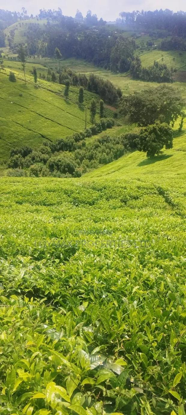 11 Acres Near Gituru Boys Muranga With Tea and Avocado Trees