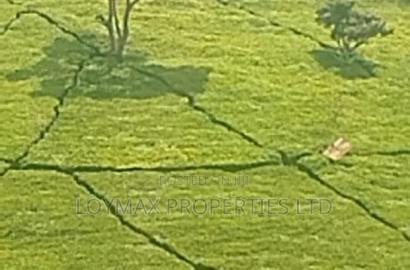 11 Acres Near Gituru Boys Muranga With Tea and Avocado Trees