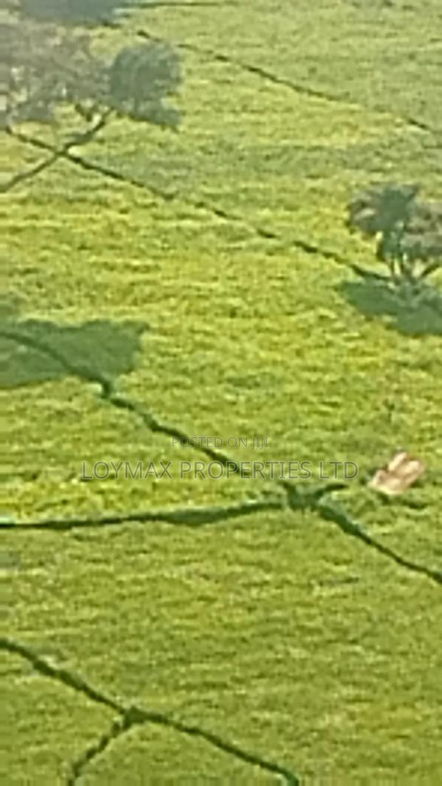 11 Acres Near Gituru Boys Muranga With Tea and Avocado Trees