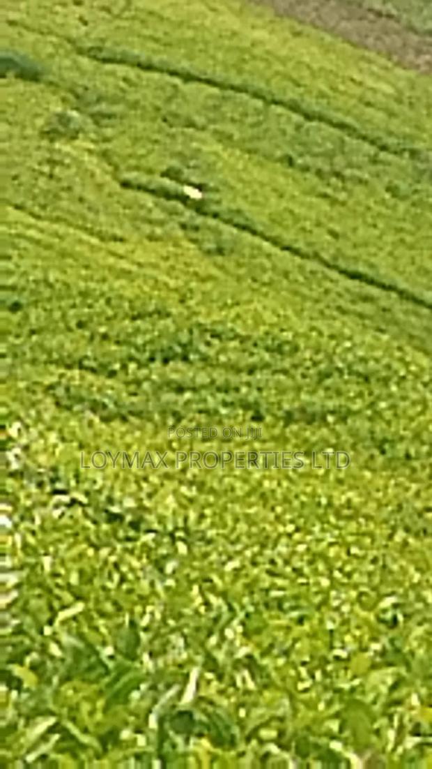 11 Acres Near Gituru Boys Muranga With Tea and Avocado Trees