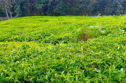 4 Acres Tea Farm on Sale in Gatura Gatanga