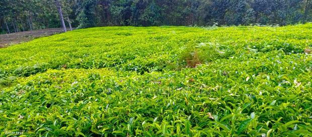 4 Acres Tea Farm on Sale in Gatura Gatanga