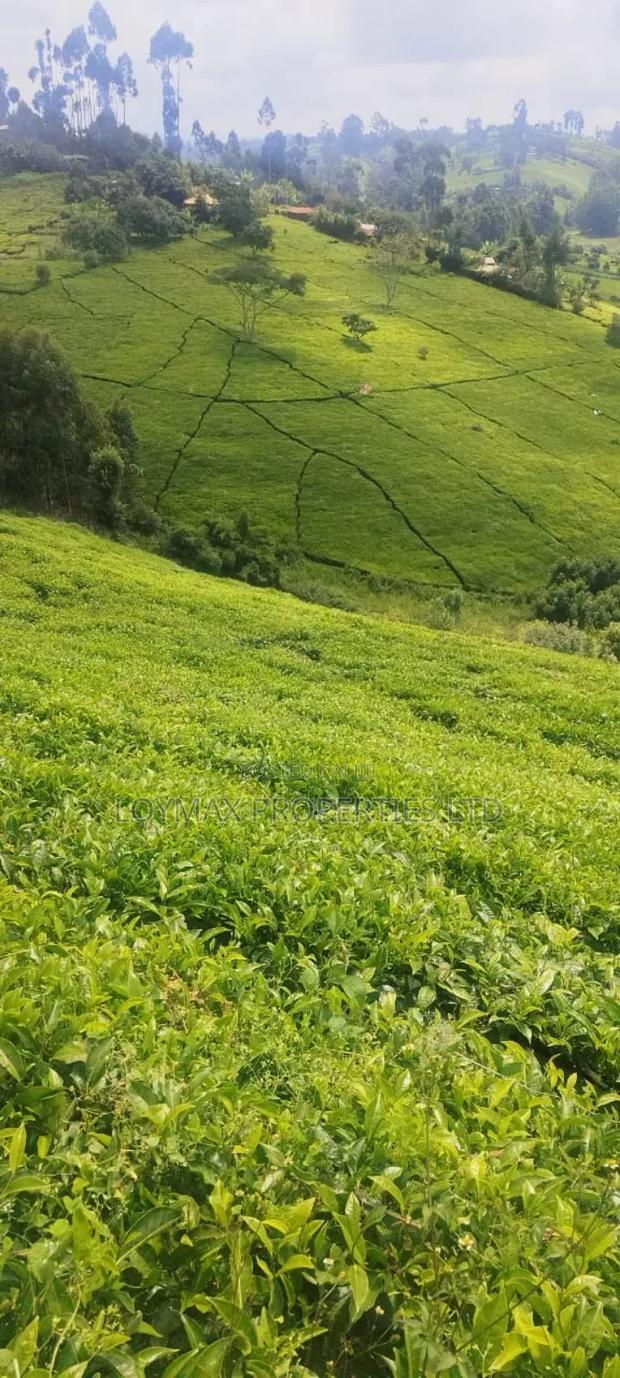 11 Acres Near Gituru Boys Muranga With Tea and Avocado Trees