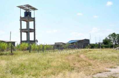 Ostrich Farm