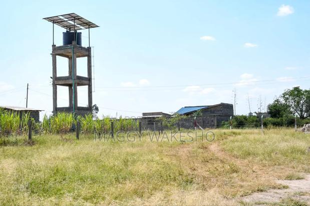 Ostrich Farm