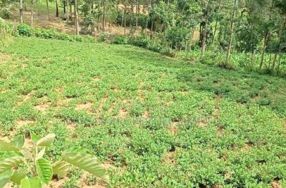 1/4 Acre Piece of Land for Sale