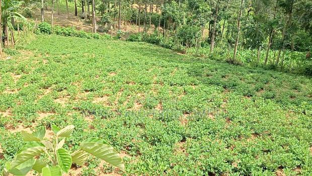 1/4 Acre Piece of Land for Sale