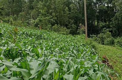 50*100 Plots for Sale at Handidi Kakamega