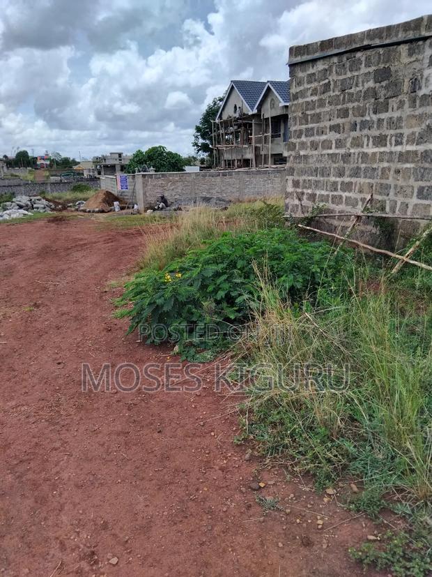 Tola, 50x100 Plots.