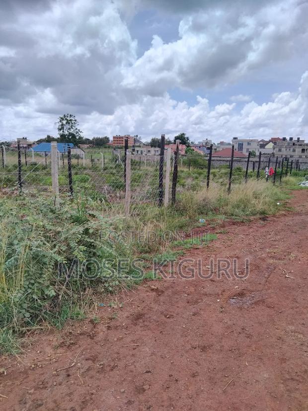 Tola, 50x100 Plots.