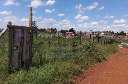 Tola, 50x100 Plots.