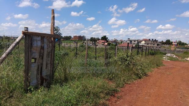 Tola, 50x100 Plots.