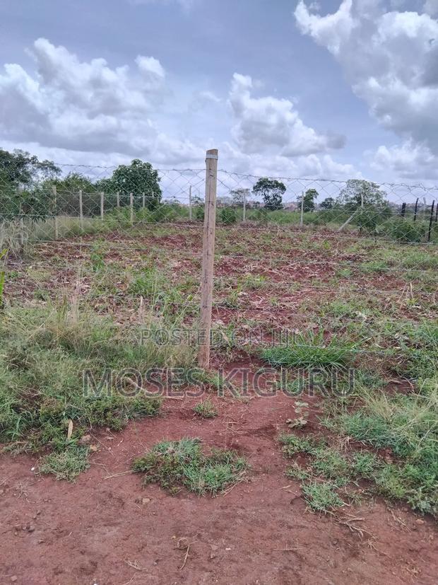 Tola, 50x100 Plots.