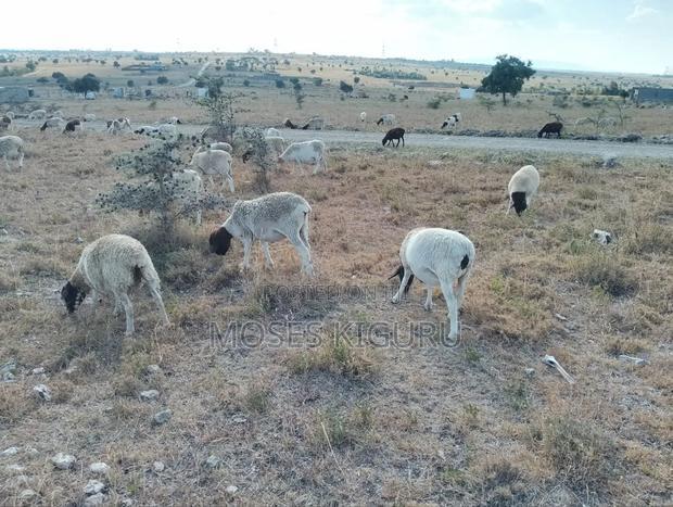 Kitengela 50x100 Plots
