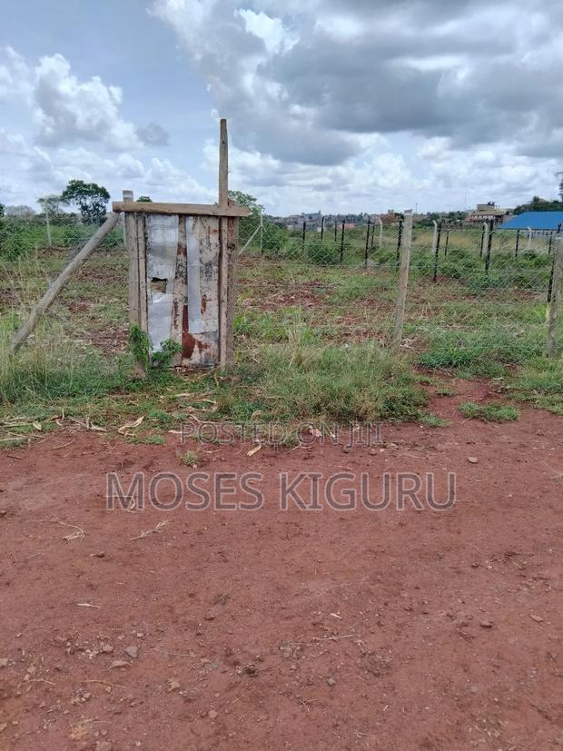 Tola, 50x100 Plots.