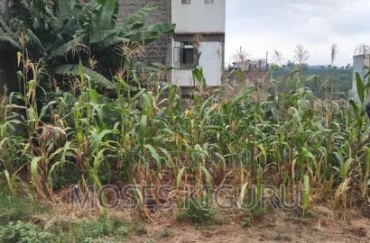 Kenyatta Rd, Murram Estate 50x25 Plots.
