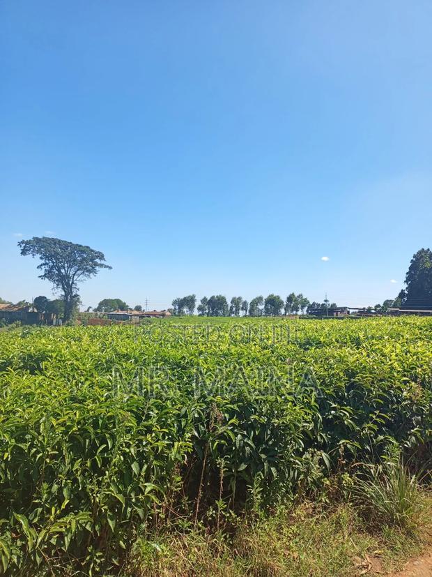 50 Acre Tea Farm in Ngorongo Kiambu