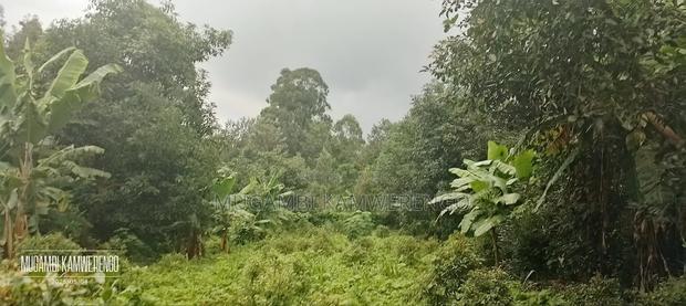 Kairungu Avocados and Muguka Shamba