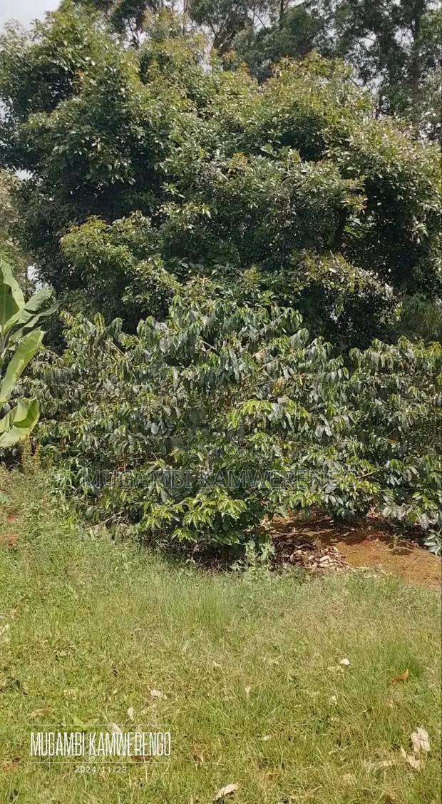 Kairungu Avocados and Muguka Shamba
