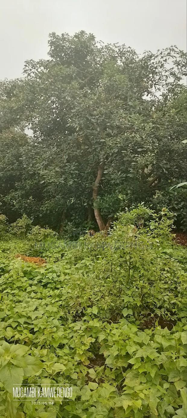Kairungu Avocados and Muguka Shamba