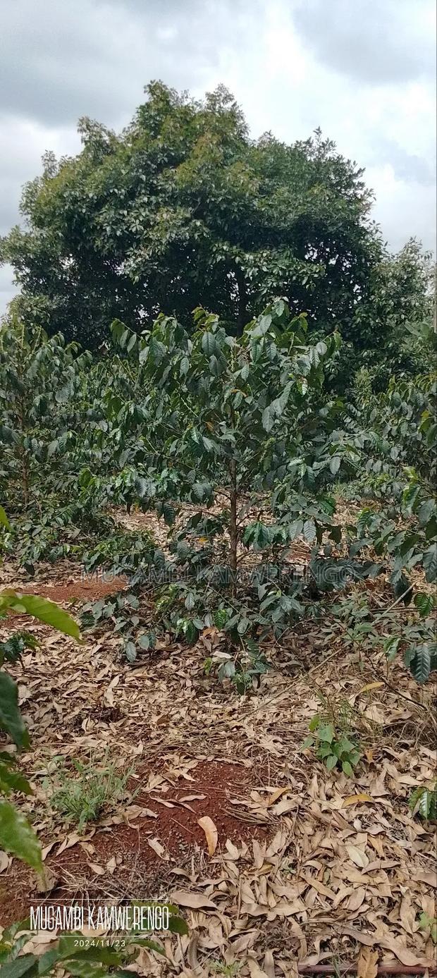 Coffee Plantation 4 Acres