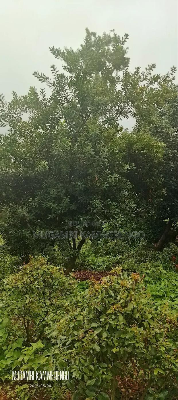 Kairungu Avocados and Muguka Shamba