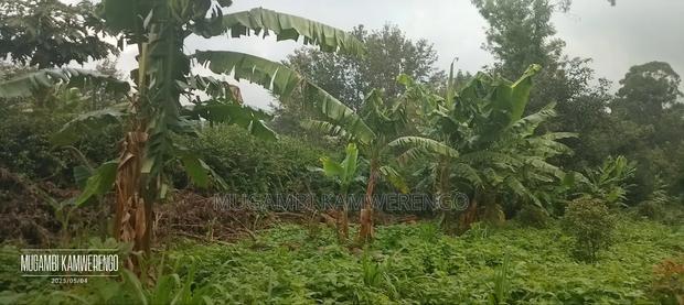 Kairungu Avocados and Muguka Shamba