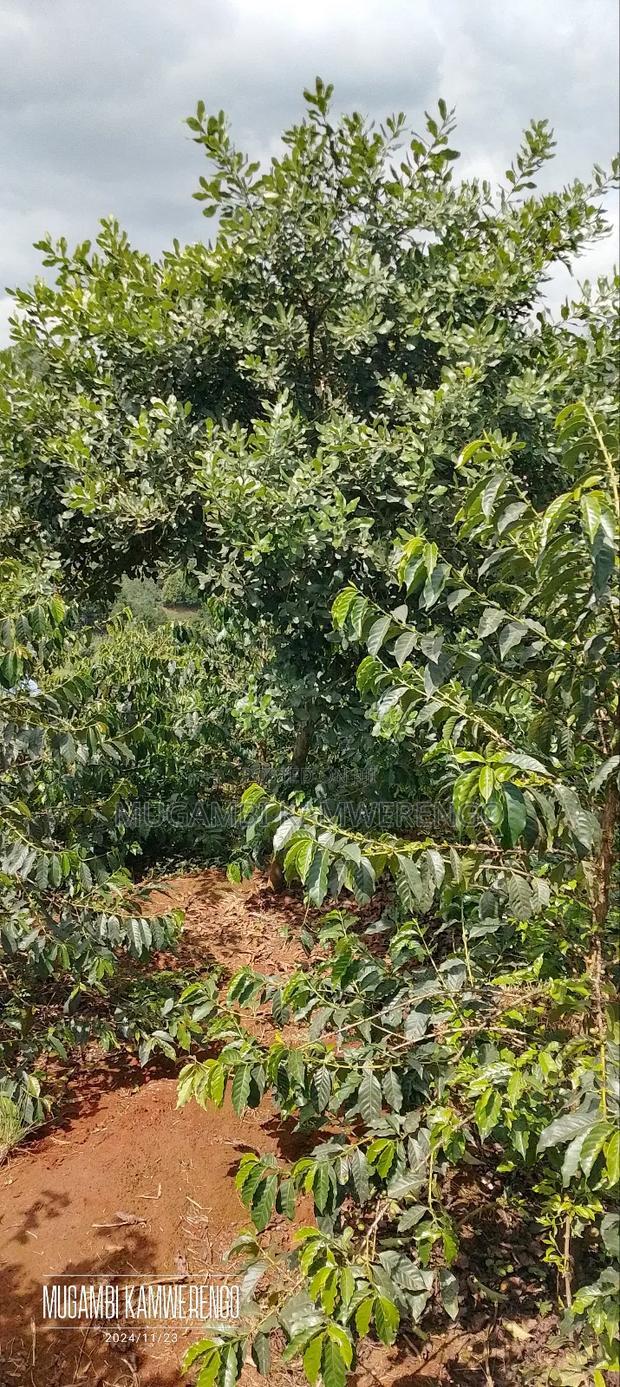 Coffee Plantation 4 Acres