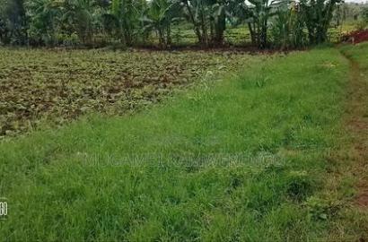 Kamiu 1/4 Acre