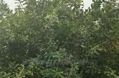 Kairungu Avocados and Muguka Shamba