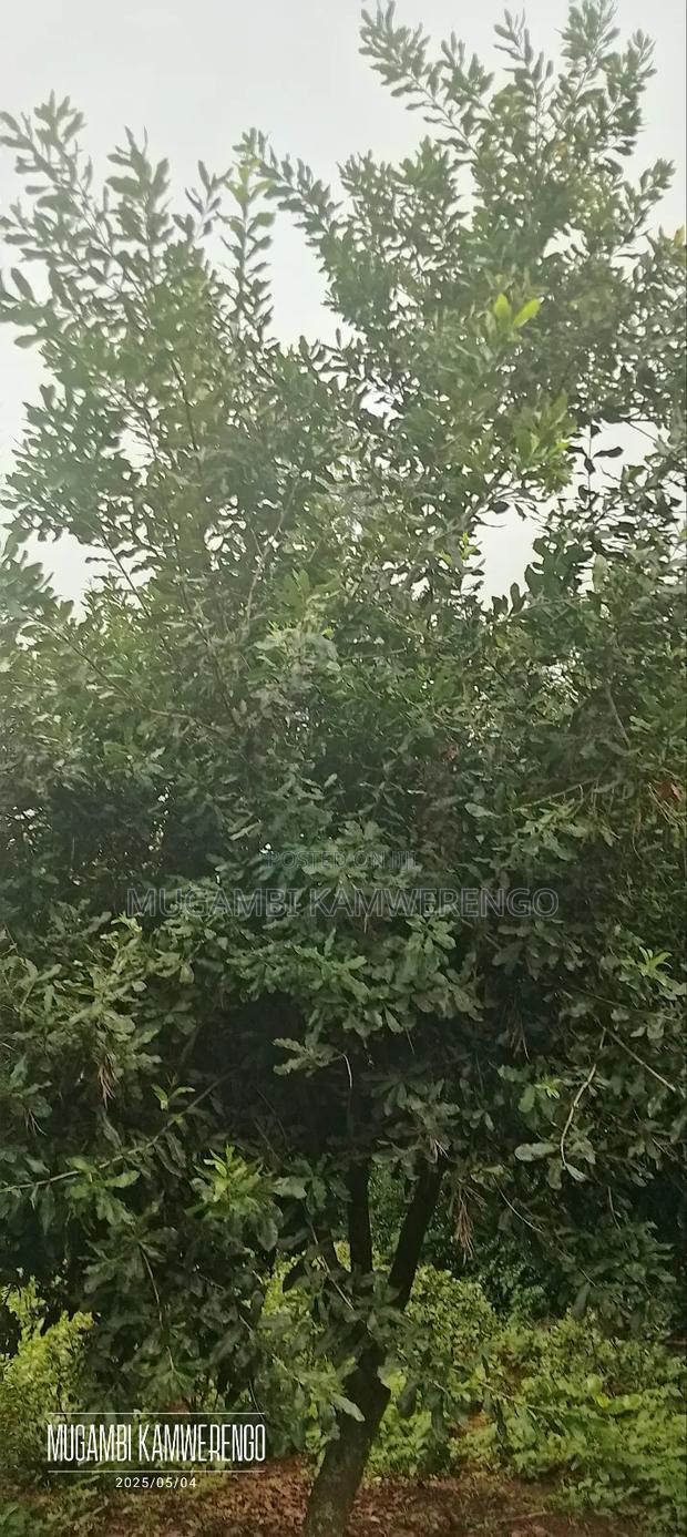 Kairungu Avocados and Muguka Shamba